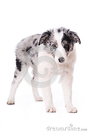 Standing border collie puppy isolated on a white background Stock Photo